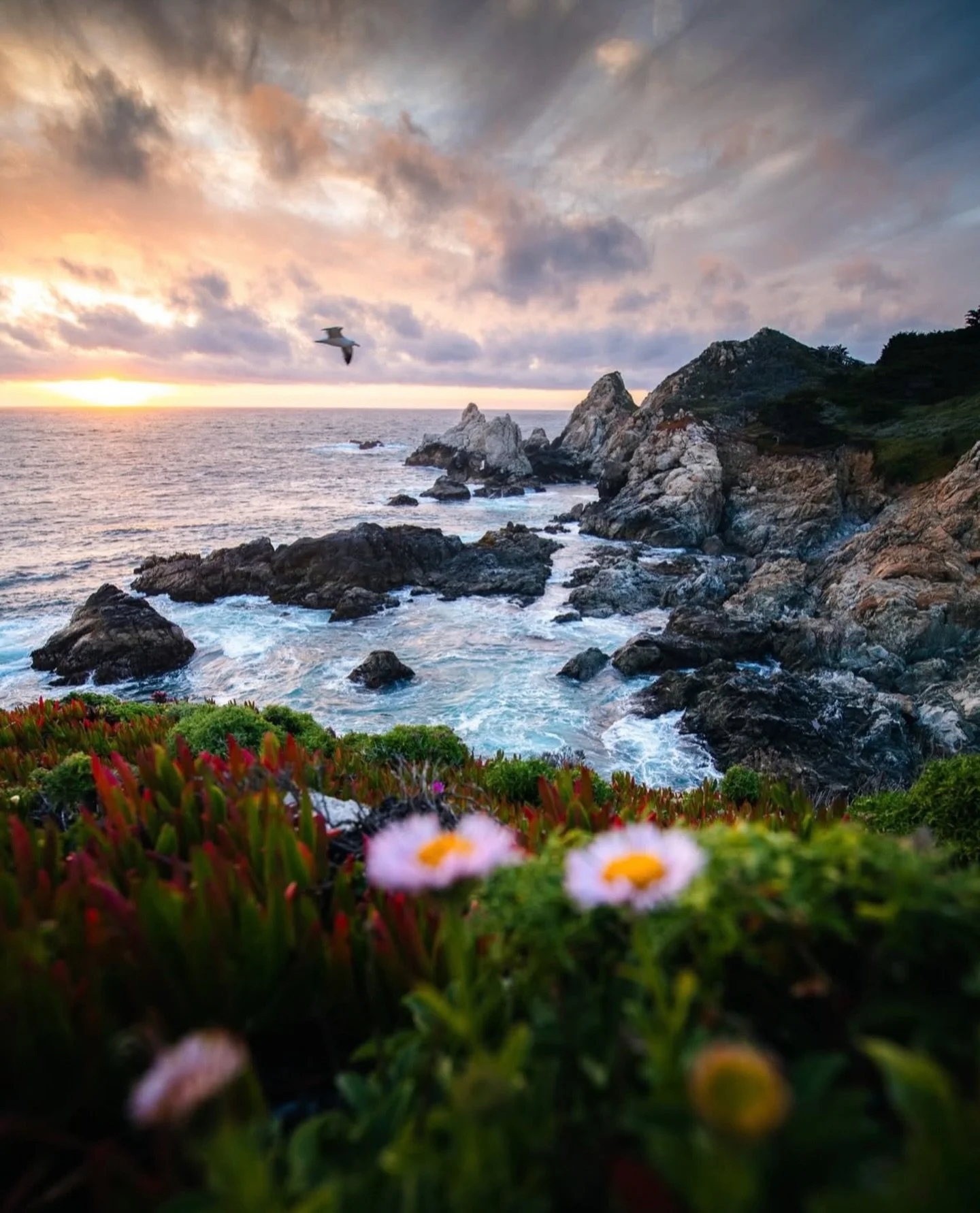 Spring is coming to Big Sur! 🌸

📸 @elliothawkey 

#bigsur #bigsurcalifornia #bigsurcali
