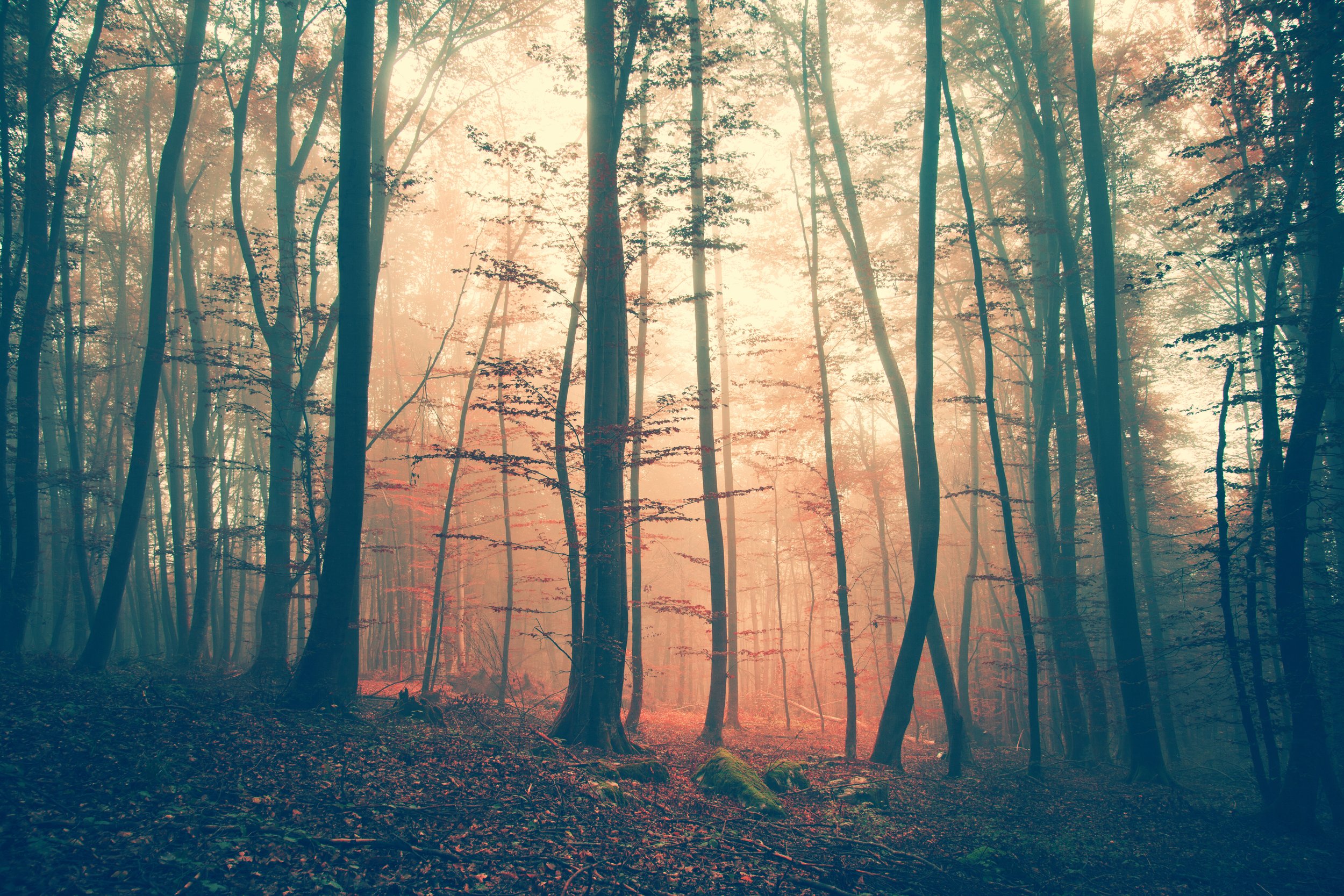 AdobeStock_73318741.jpeg