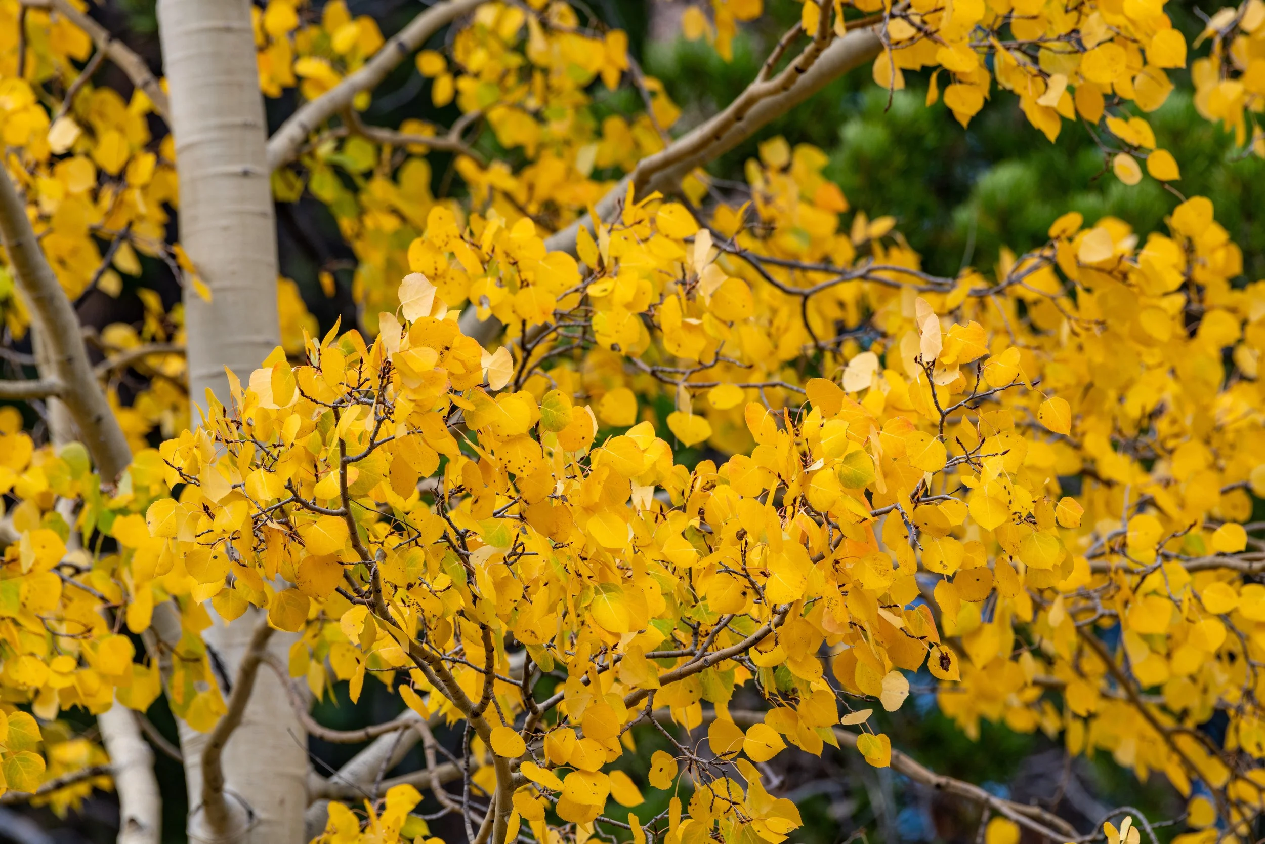 DSC_7184.jpg