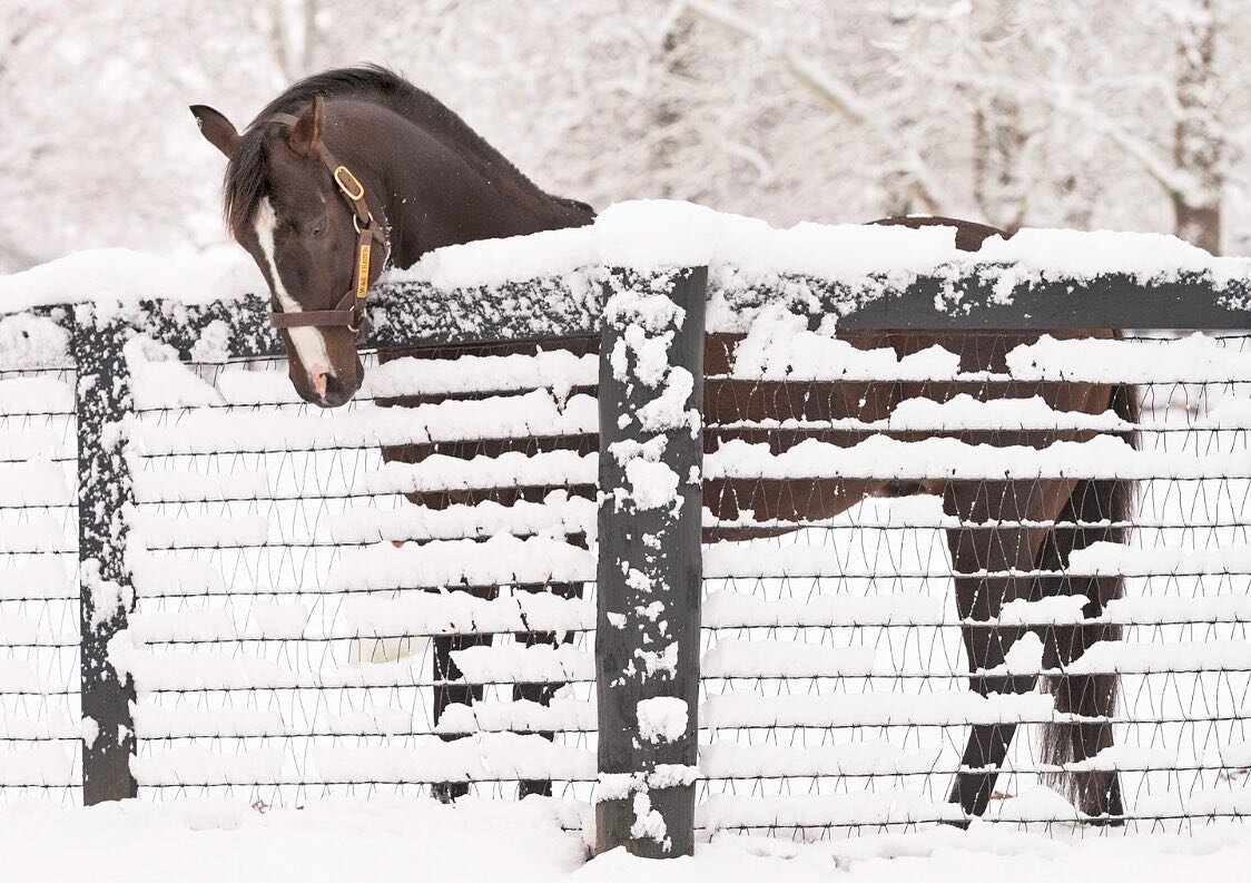 War Front doesn&rsquo;t mind the snow. Do you? ❄️ &bull;
&bull;
&bull;
&bull;
&bull;

#snowlove #horsesofinstagram #warfront #thoroughbred #thoroughbredsofinstagram #horselife #horsecountry #snowday #customframing #kentucky #travelky  #kentuckyproud 
