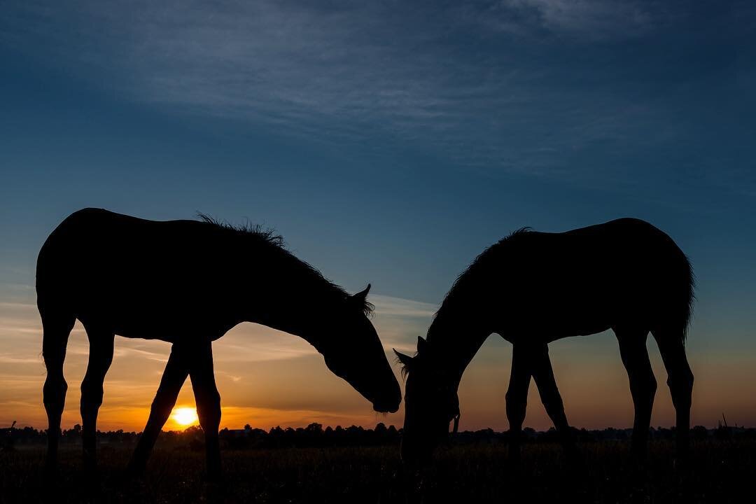 Kentucky sunset .
.
.
.
#horse #horsecountry #sunset #farm #bourboncountyky #parisky #travelky #betterinthebluegrass #kentuckyforkentucky  #explorekentucky #mysouthernliving #sharethelex #shoplocalky  #country_features #onlyinkentucky #pocket_family 