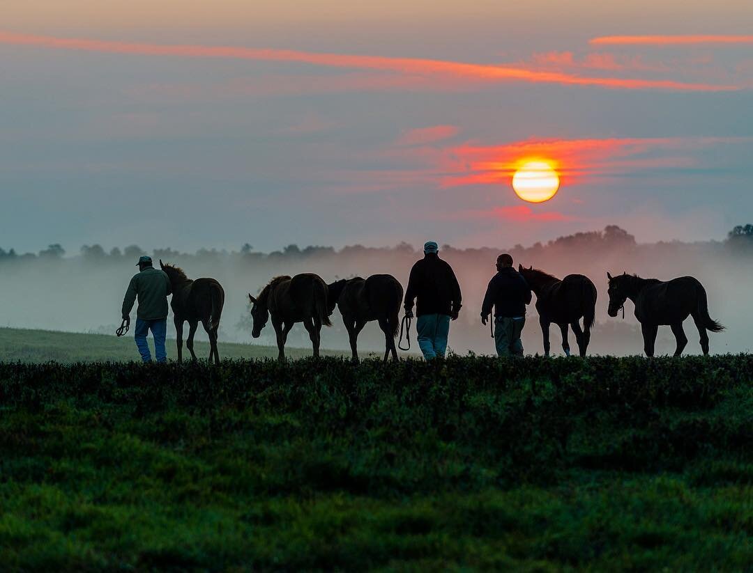 Kentucky sunrise 🐎🌅.
.
.
.
#bourboncountyky #parisky #travelky #kentuckyforkentucky  #kyproud #mysouthernliving #bluegrass  #shoplocalky #slsummertime #country_features  #horsefarm #renegade_rural #thoroughbred #sunrise #horse #sharethelex @souther