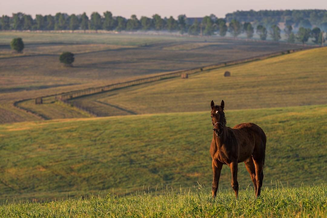 Kentucky 🐎.
.
.
.
#bourboncountyky #parisky #claibornefarm #travelky #horsefarm #kentuckyforkentucky  #kyproud #bluegrass #sharethelex #shoplocalky #thoroughbred #horse  #scenesofthebluegrass #bluegrass #kyag365 #country_features #rural #pocket_farm
