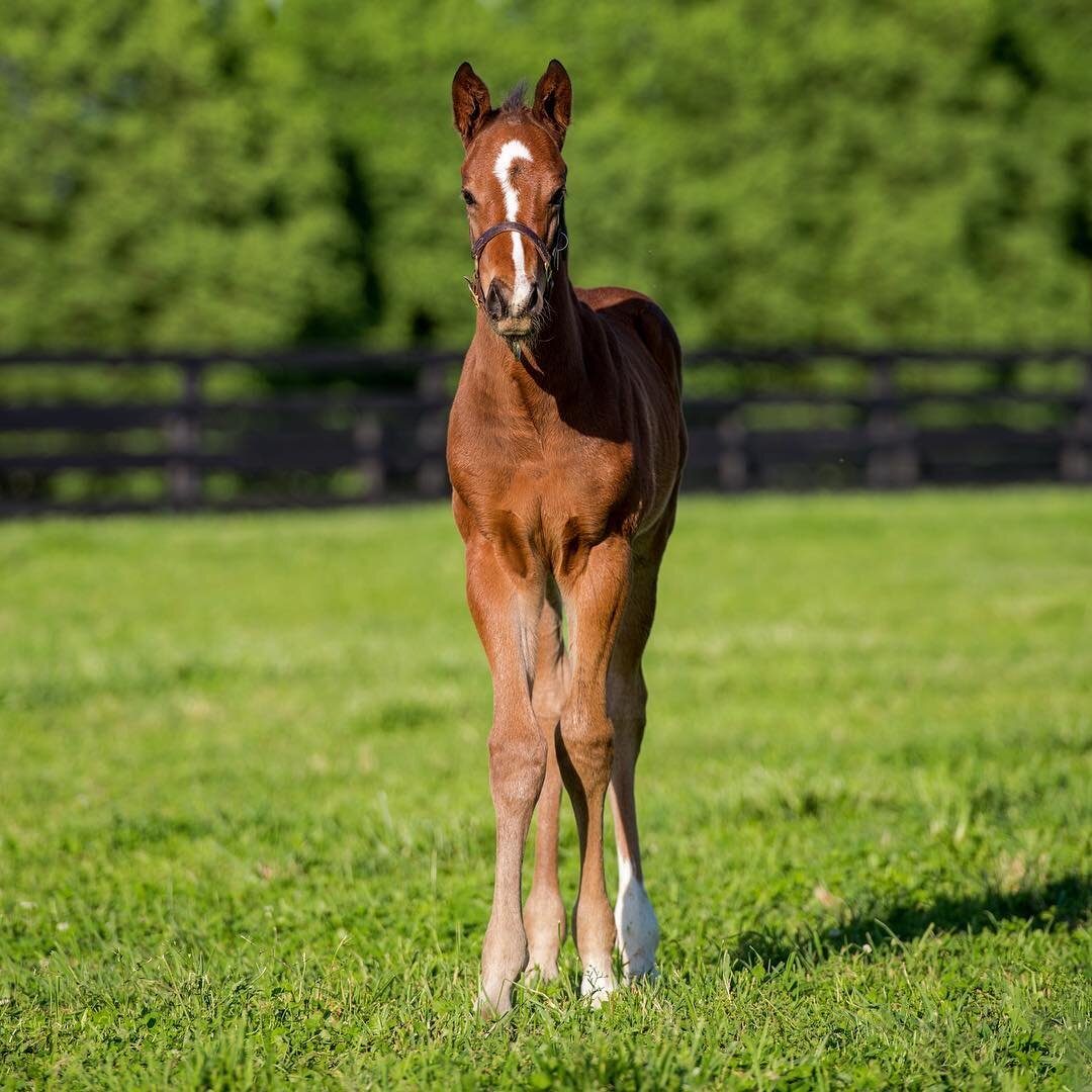 A foal has to catch up to its legs 🐎.
.
.#foal #horse #sharethelex #visitlex #lexingtonky #travelky #horsefarm #kyproud #mysouthernliving #bluegrass #shoplocalky #thoroughbred  #derby #kentuckyderby #runfortheroses #derby143 #scenesofthebluegrass #b