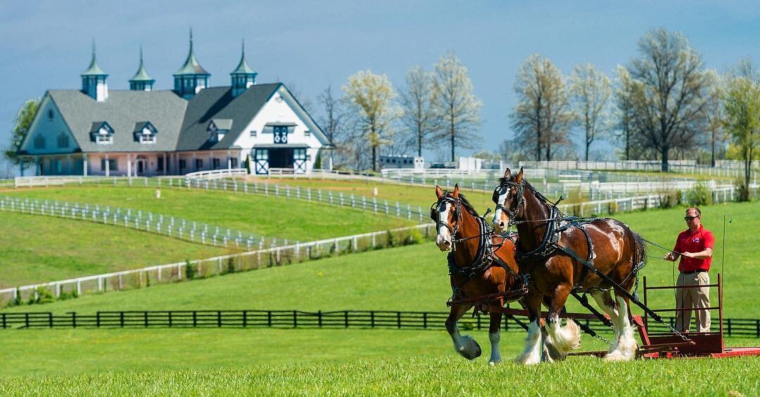 The Budweiser Clydesdales paid a visit to thoroughbred country this past weekend at Keeneland.  #clydesdales #keeneland #visitlex #drafthorse #lexingtonky #sharethelex #kentuckyforkentucky #shoplocalky #budweiser #mysouthernliving  #kentucky #manches