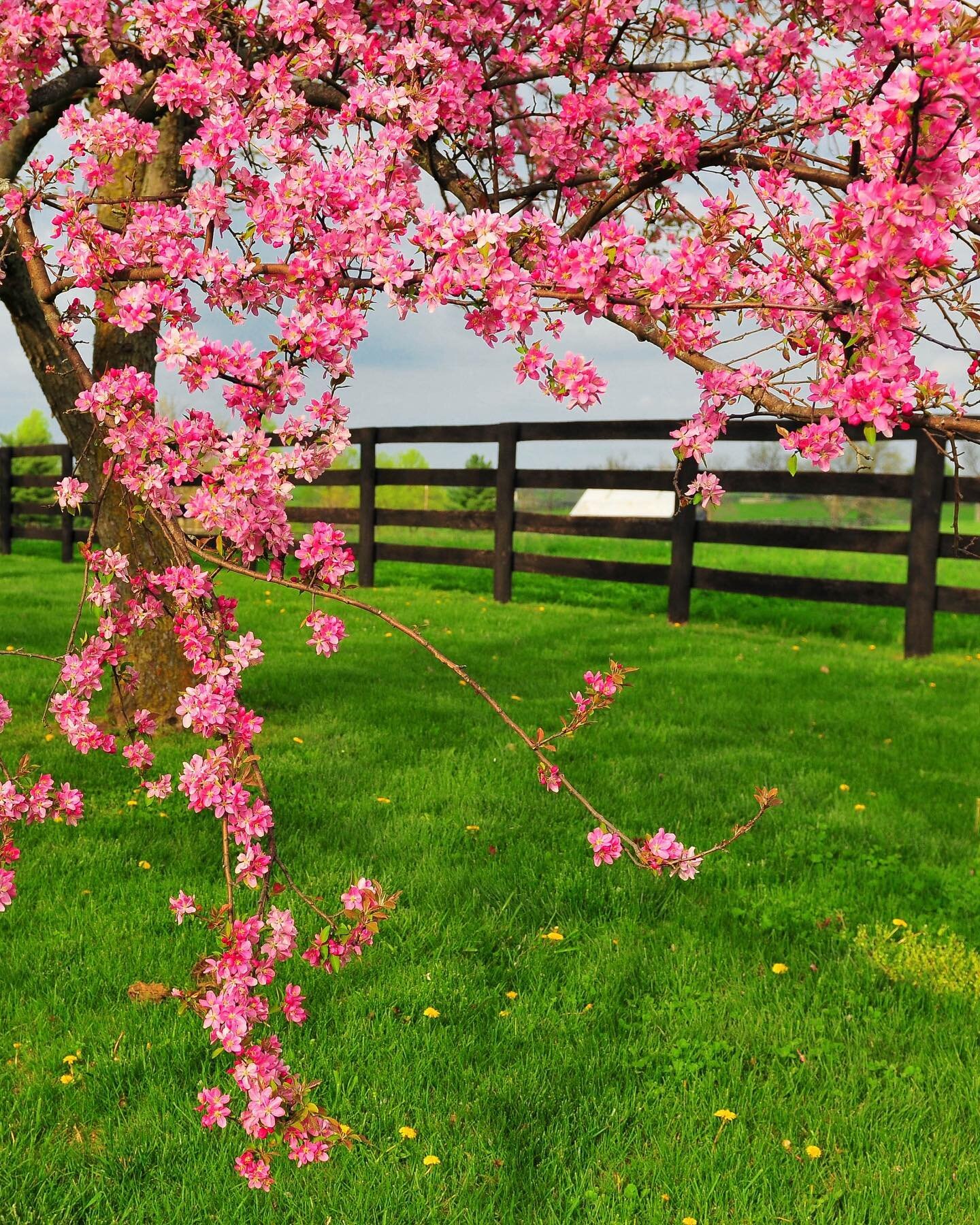 Nothing beats spring in Kentucky! Win, place and show! 🌸 Swipe ⬅️ to see the full photo. 
&bull;
&bull;
&bull;
&bull;

#kentucky #parisky #bourboncountyky #framesonmain #travelky #ourky #kentuckyliving  #kentuckylife #kentuckyforkentucky  #mysouther