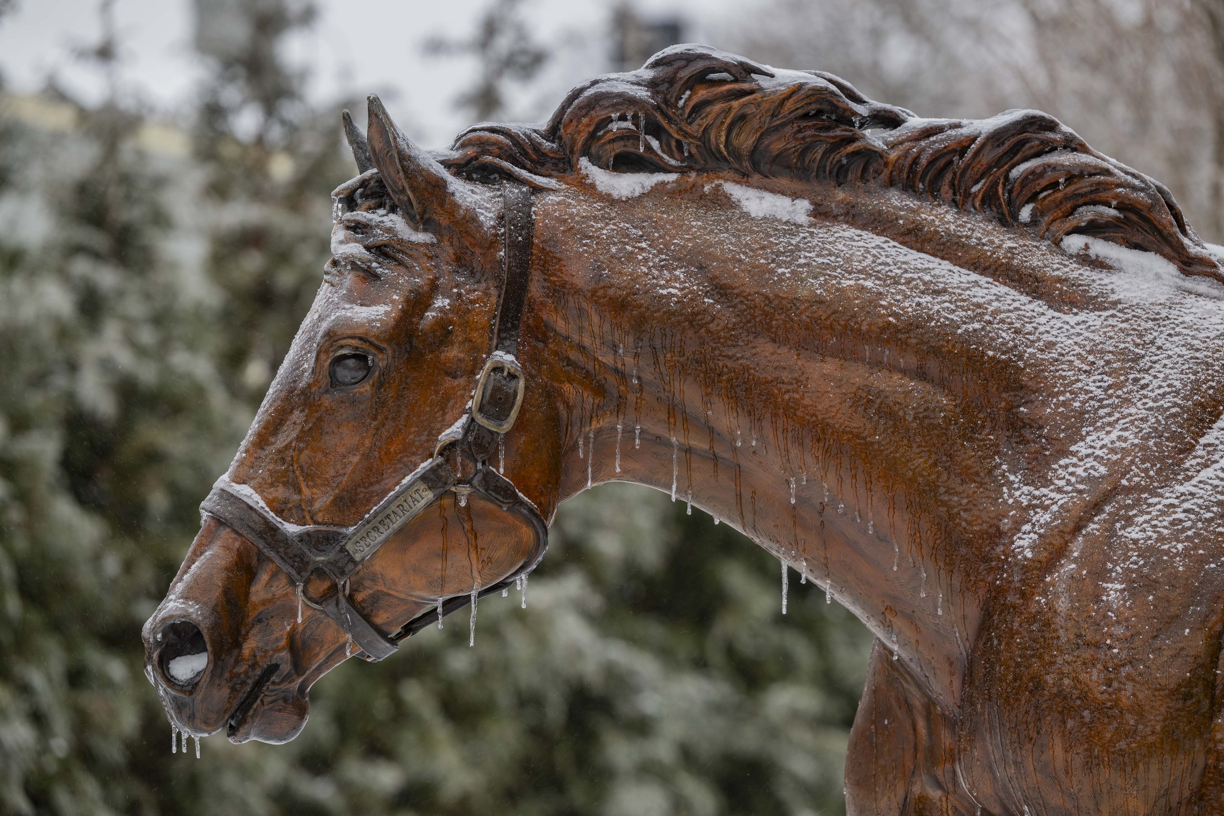 The Bluegrass