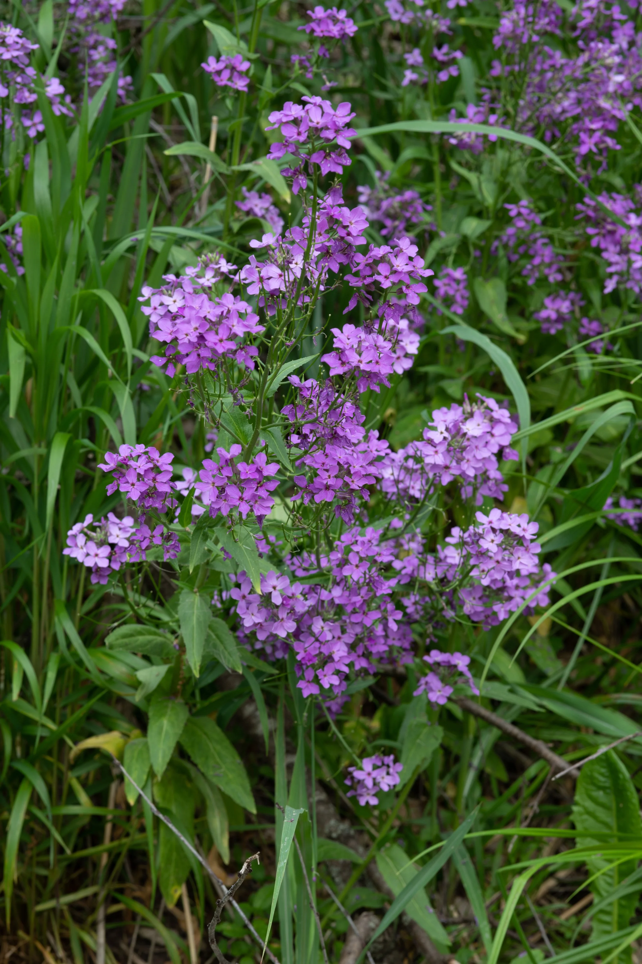 DSC_6173-2.jpg
