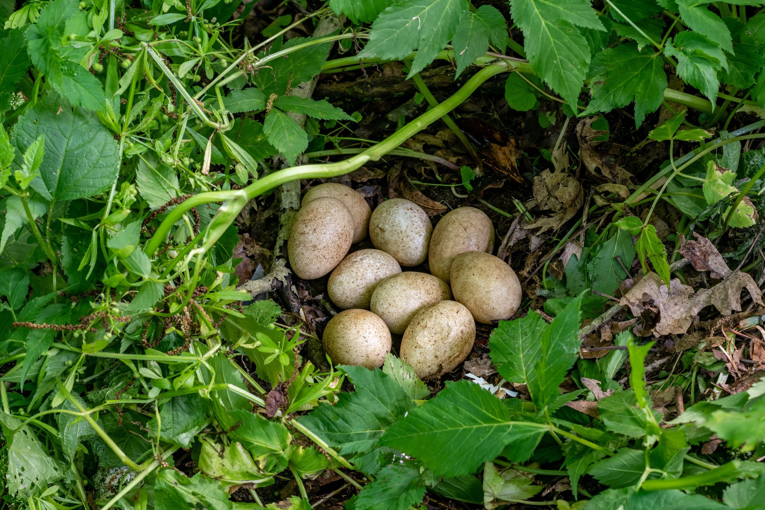 DSC_7516.jpg