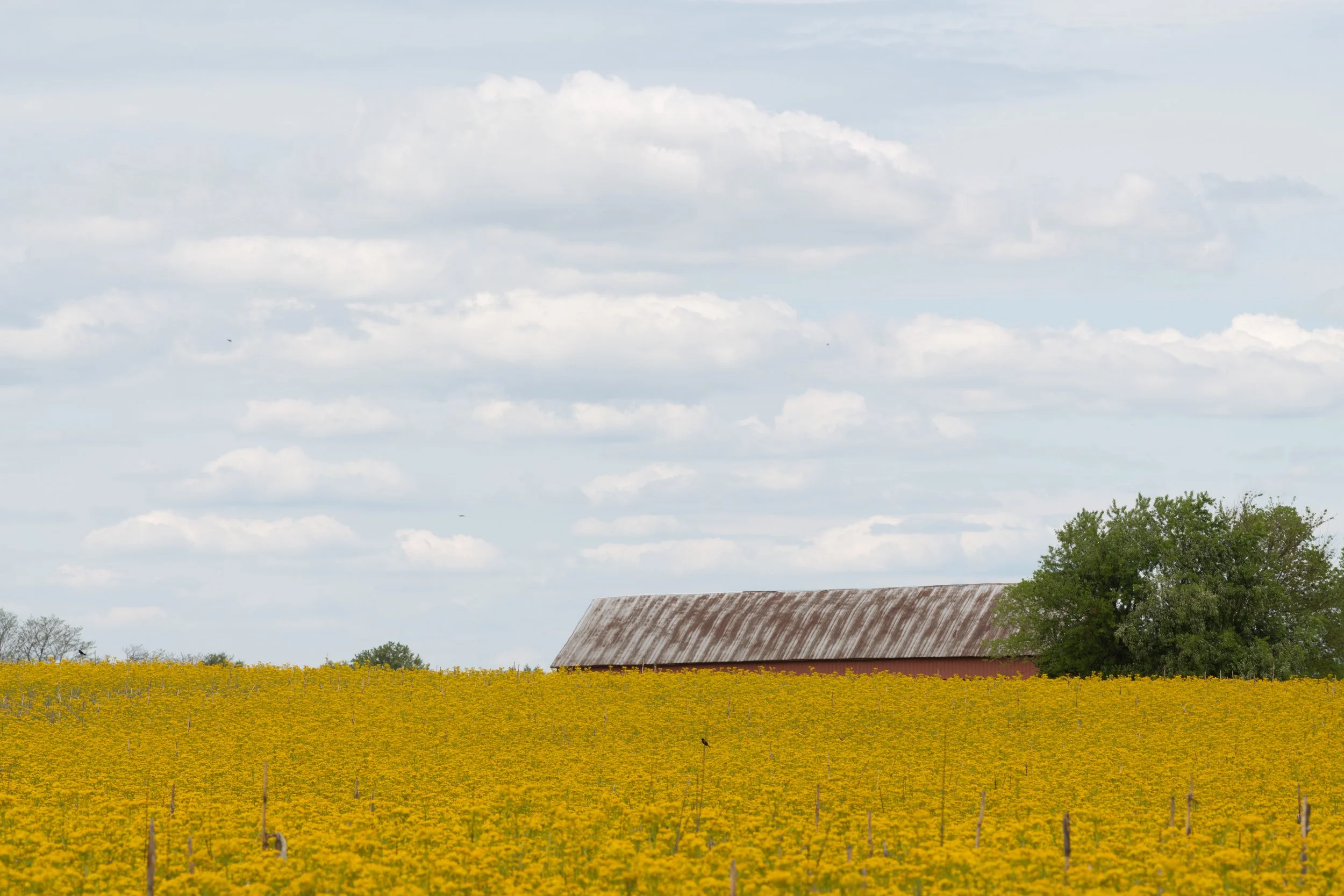 DSC_4441.jpg