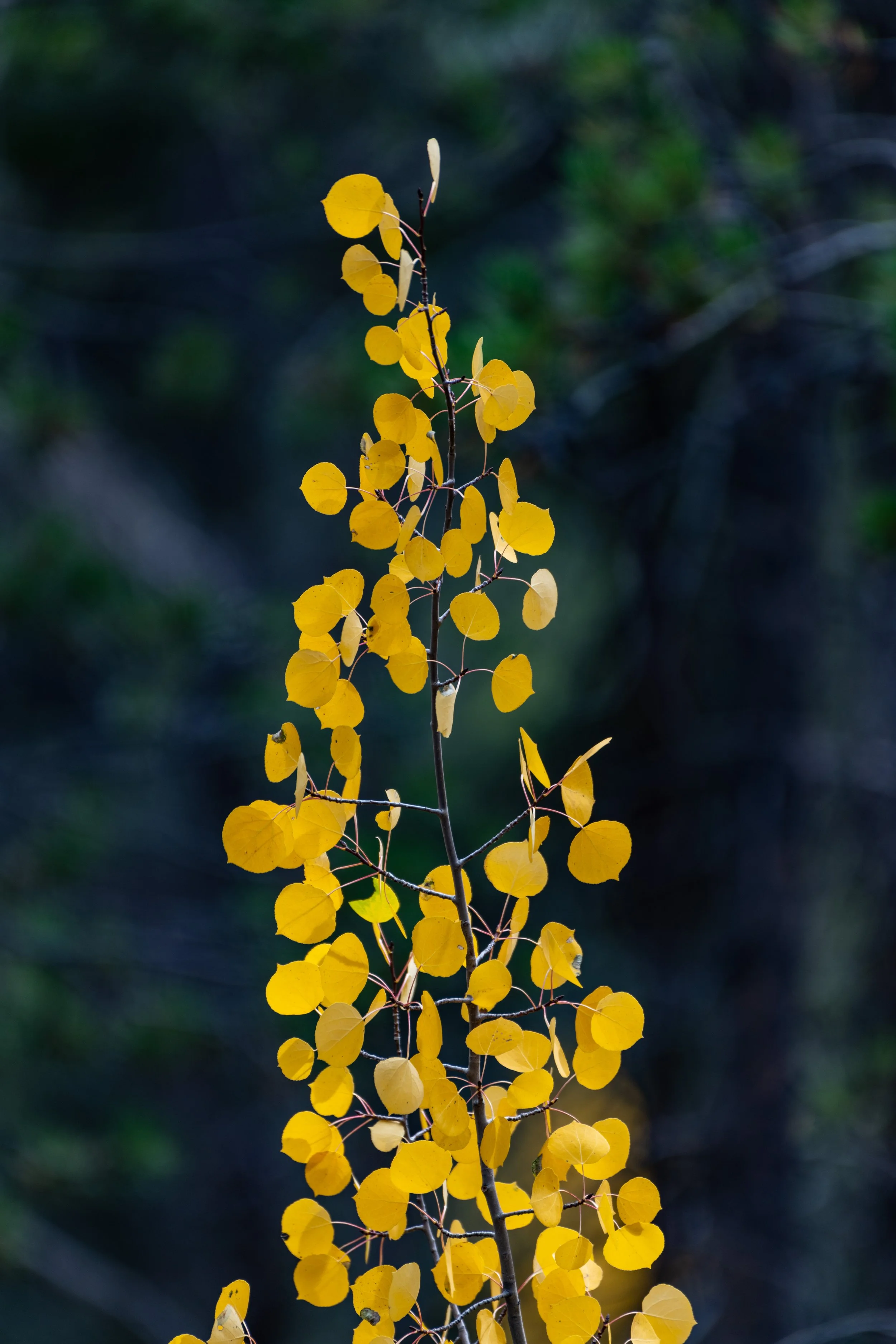DSC_7172.jpg