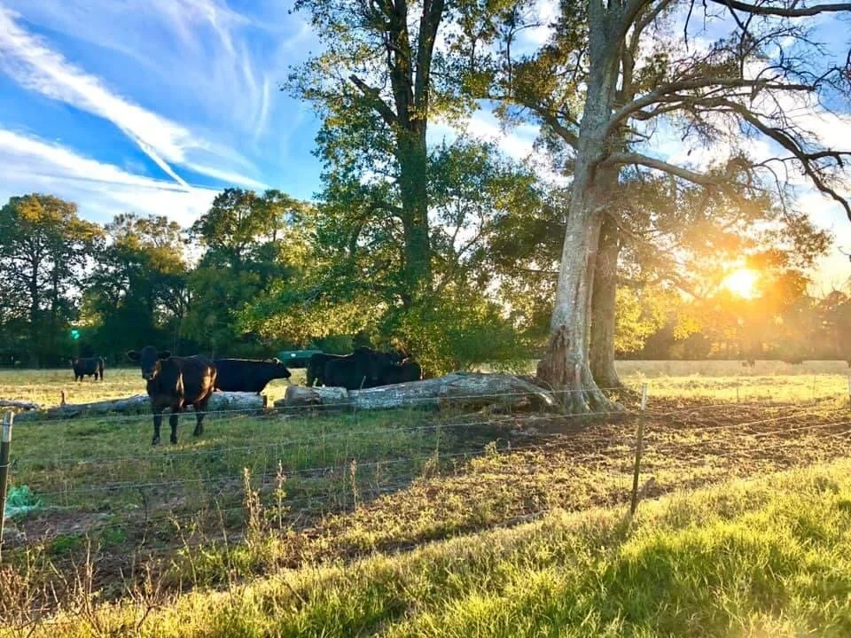 About — Ruby Cattle Company