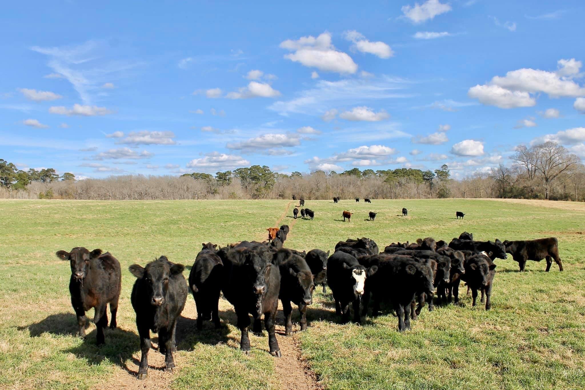 Ruby Cattle Company