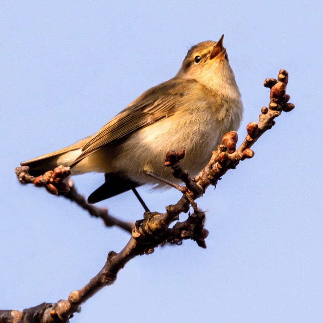 Woodland companions: Sunrise chorus by Chiffchaff #whitchurchbristol #whitchurchconservationarea #springbirdsong #springbirds #chiffchaff #woodlandbirds #rspb #rspb_love_nature #rspbimages #ukbirdsofinstagram
