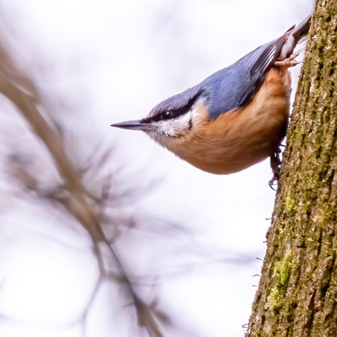 Woodland Companions: #springbirds #birdcaptures #nuthatch #woodlandbirds#ashtoncourt  #birdphotography #rspb #rspb_love_nature #bestbirdsofinstagram #ukbirds