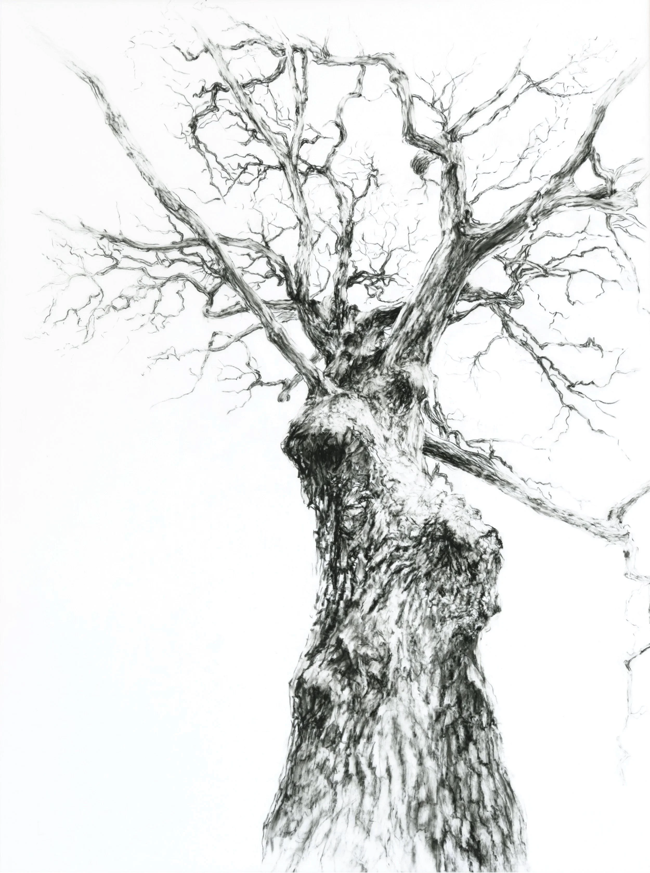 TA DA...
Conté and graphite on Grafix
