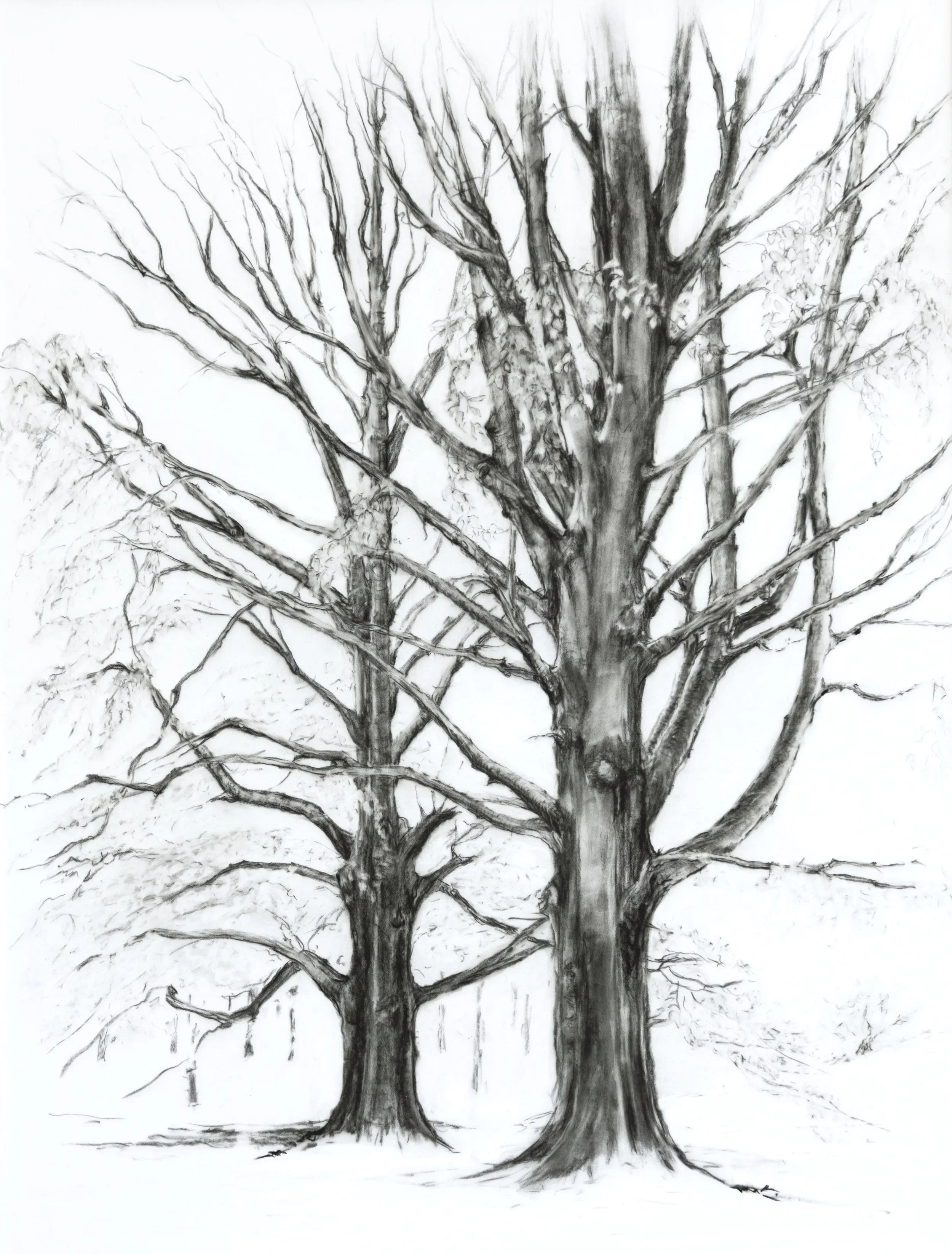 Holmbeams
Conté and graphite on Mylar 