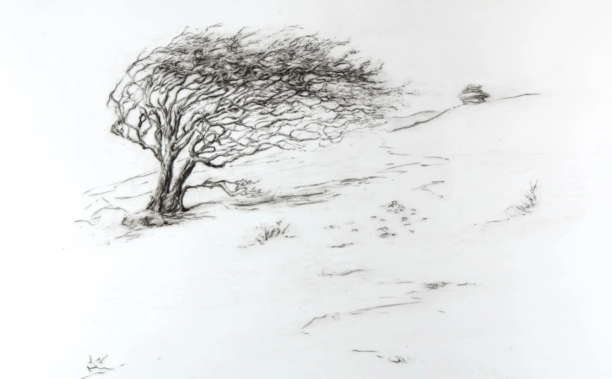 Thorn and Tor 
Graphite on Grafix