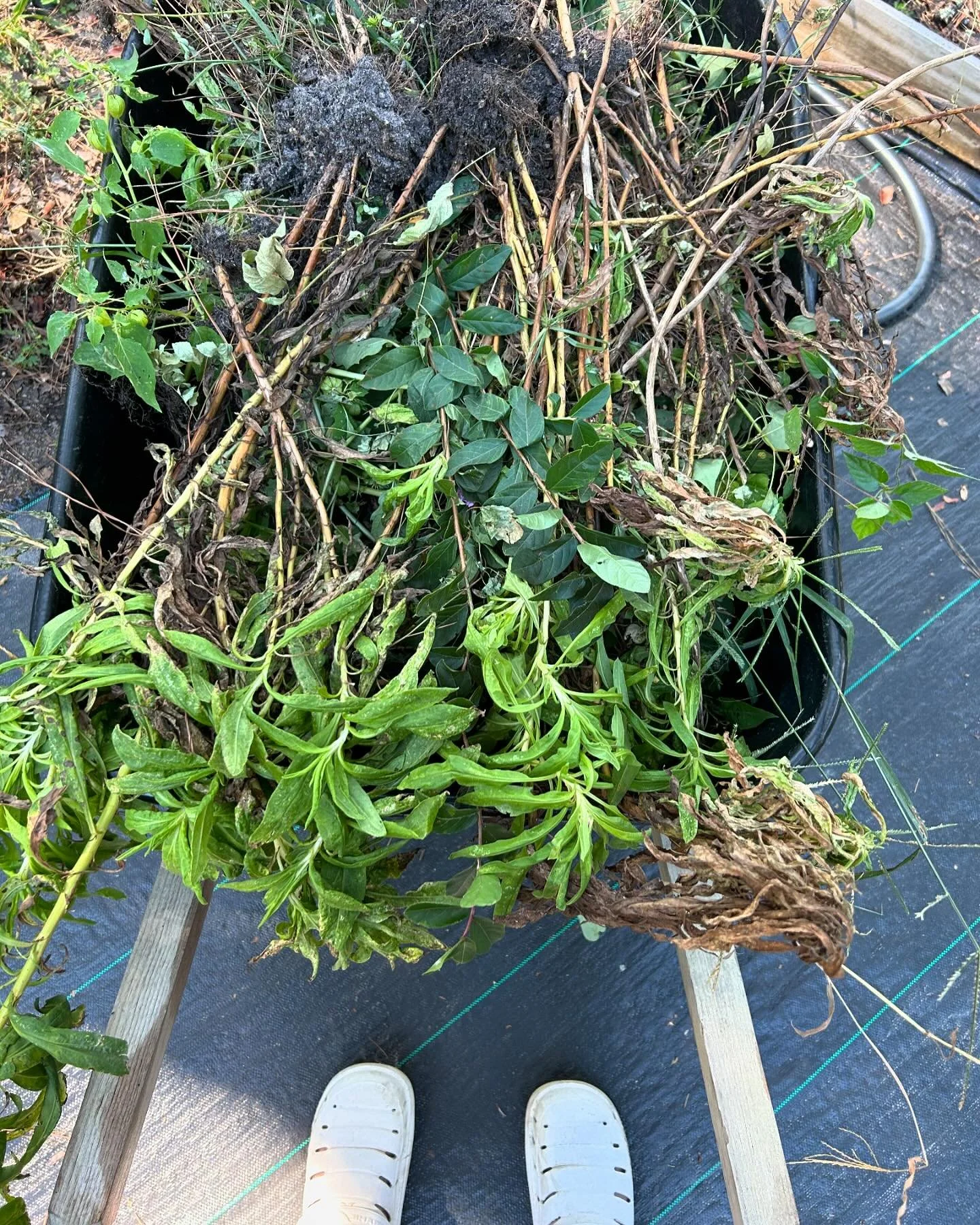 Growing season 2024, you sure ended abruptly. 
The storm/hurricane that came through, although not of much of ours was wind blown, the wind sure brought something with it. The dahlias that were stunning when I came back home,  have yet to send up a s