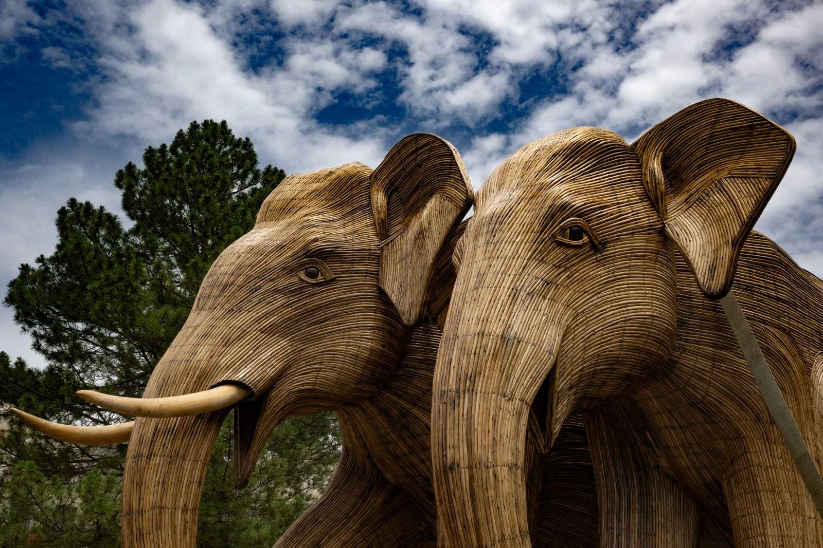 Elephant Pair.jpeg