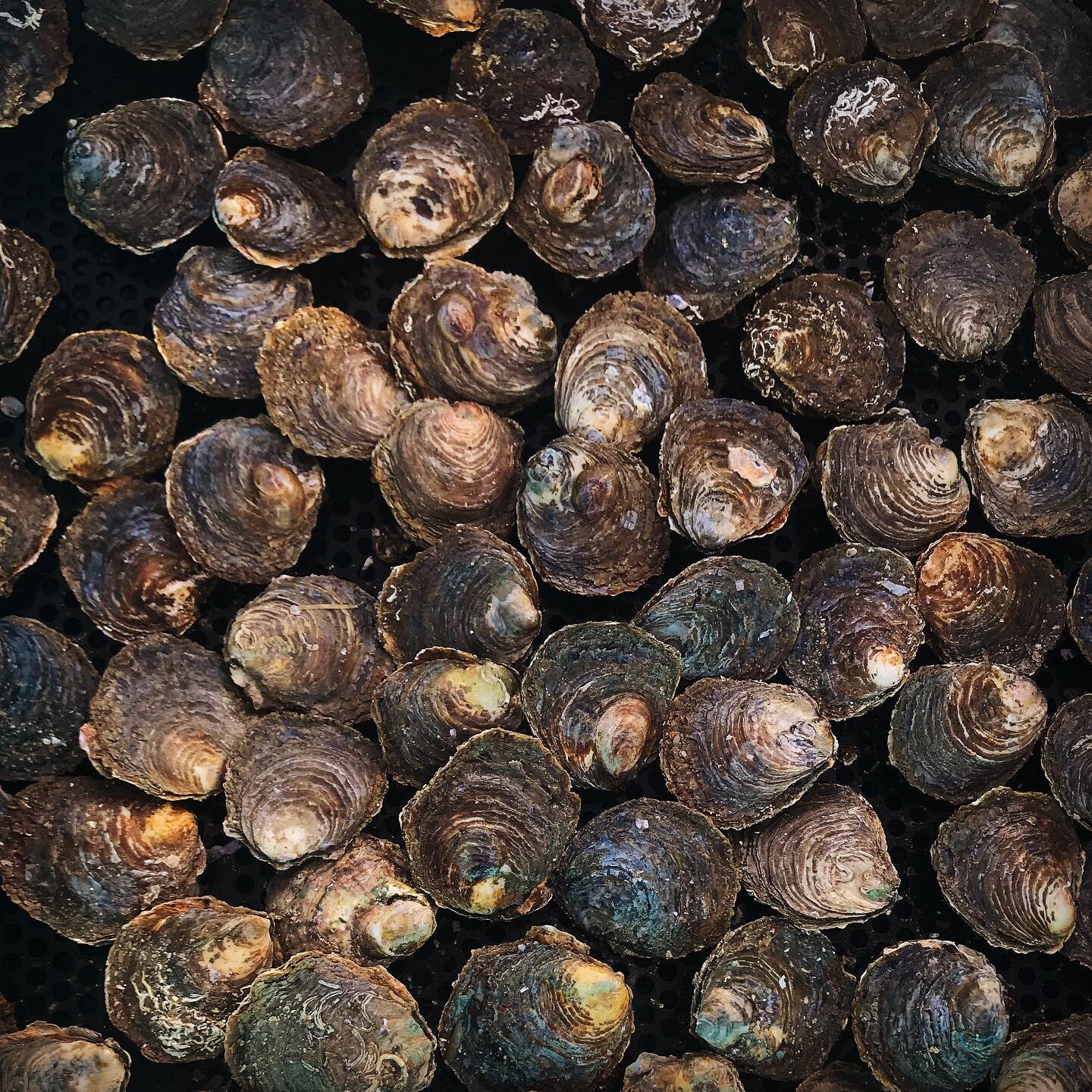 V&aring;ra dykplockade ostron lever på lerbotten  i fjordar vi fiskar. Det få en unik intensiv smak som är fantastiskt och svårt att glömma.  Dels den långsamma tillväxten(minst 3år)  innan plockning och det kalla vatten ger detta ostronet en