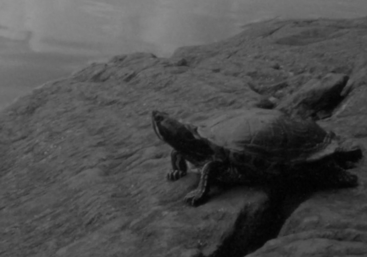 Screenshot 2025-01-17 at 11.41.11 AM.png