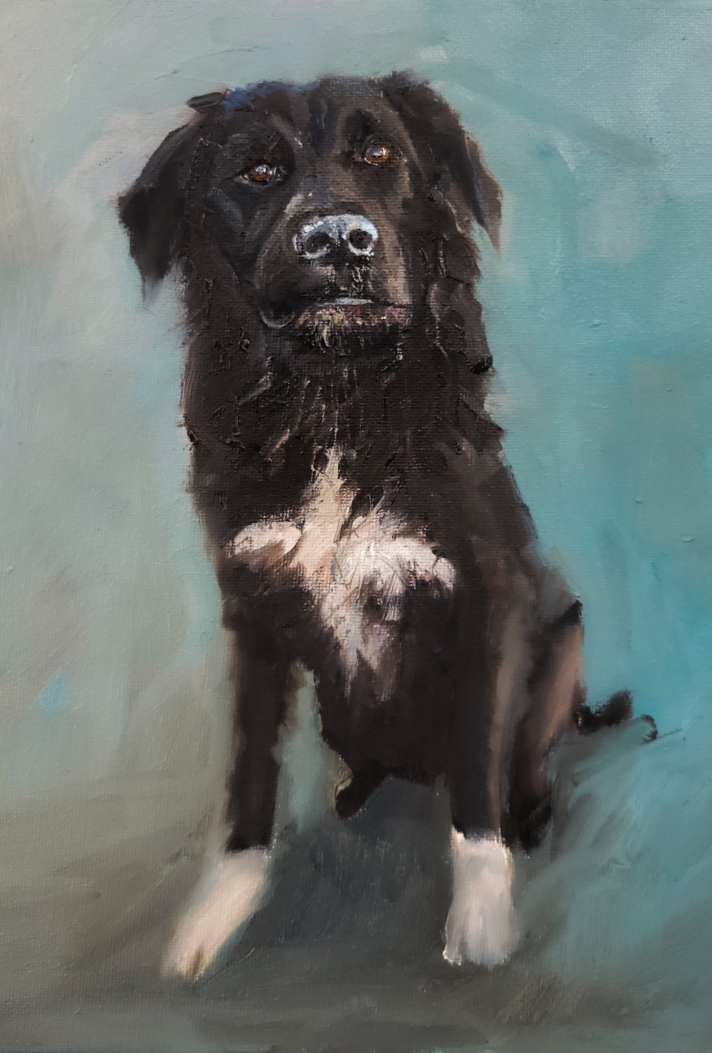 Pet Portrait