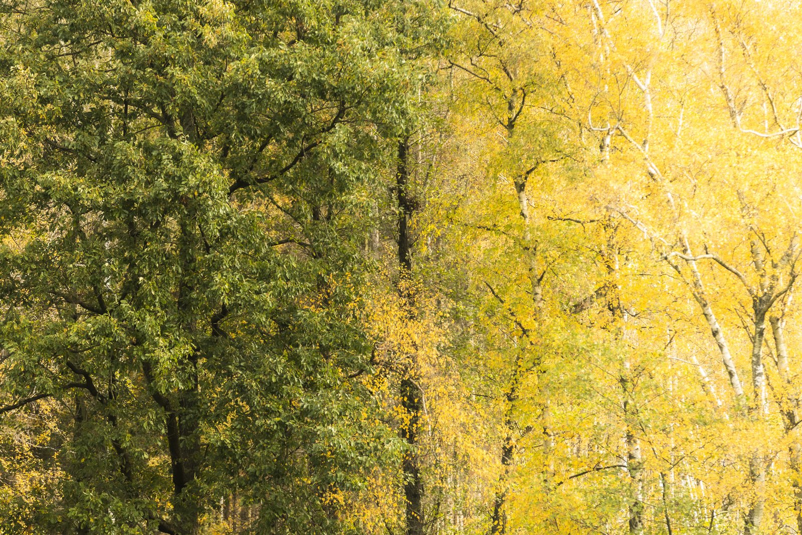 Bunte Bäume in Königshain, 29.10.2022.