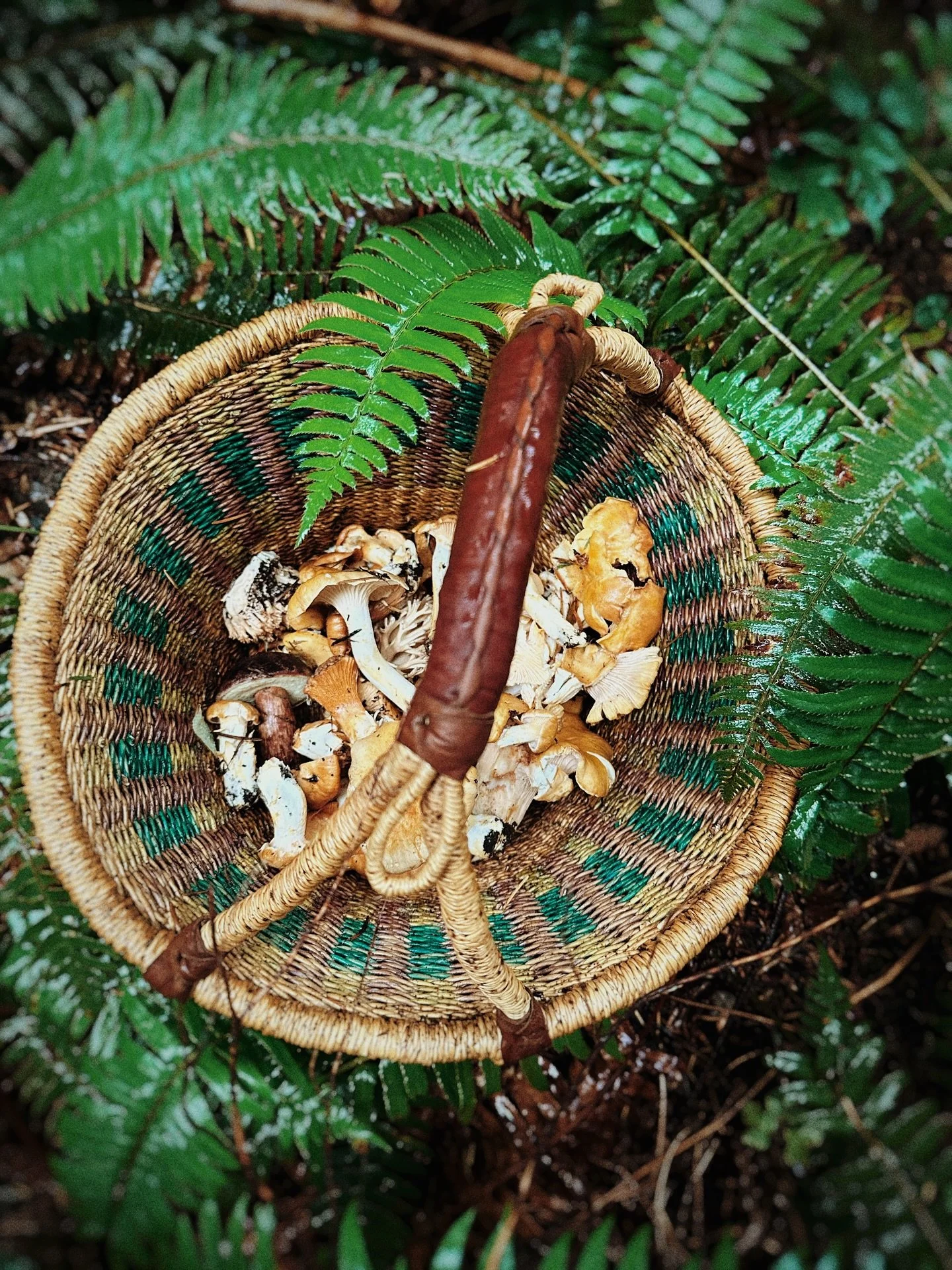 Fall & fungi
October rainfall
Misty forests and mushrooms 
Feral adventures
#haiku #fall #foraging #fungi