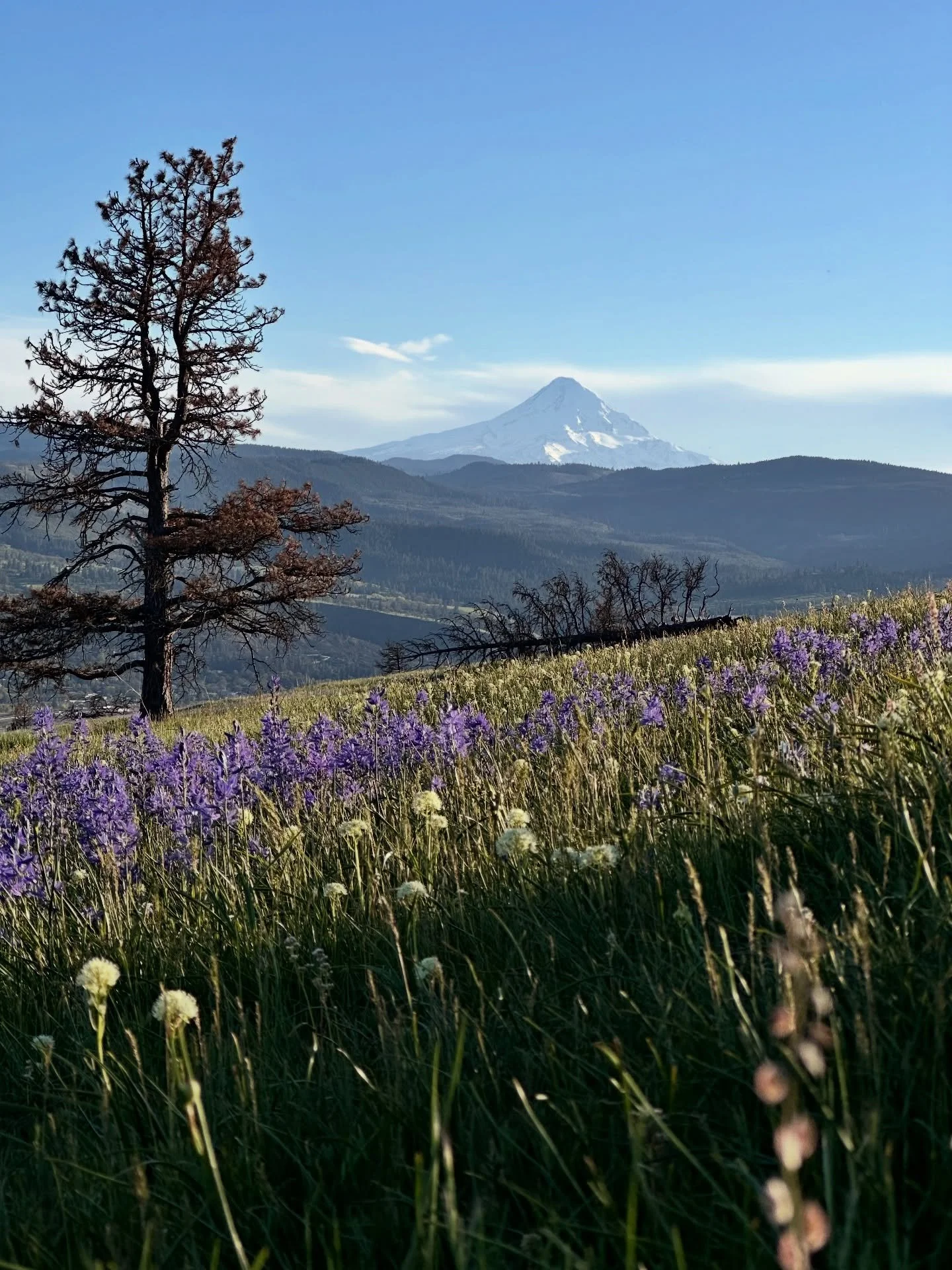 Wildflower season has returned. This season is a beautiful bounty that reminds me to stay wild, free, and connected with the creation energy of our planet. 

#earth #wildflowers #hiking #adventureswithonyx #staywild