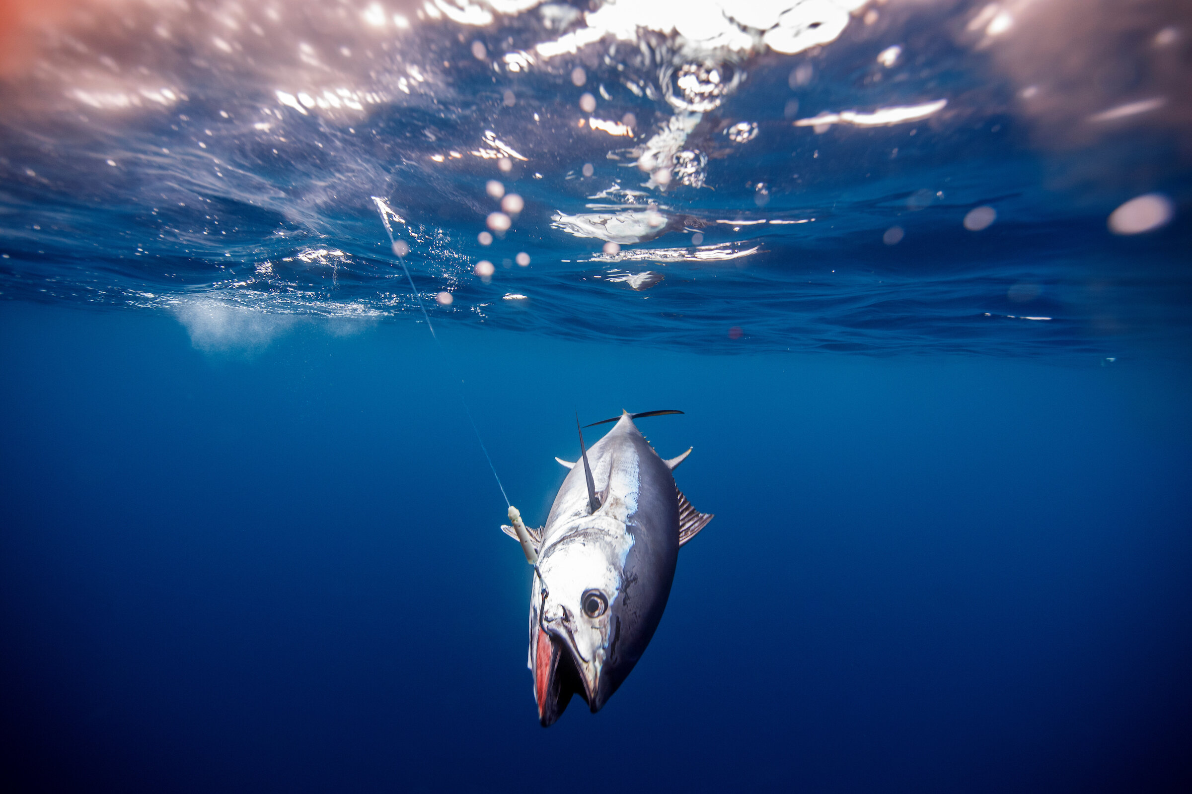 Bluefin are slowly recovering—should we kill more of them?