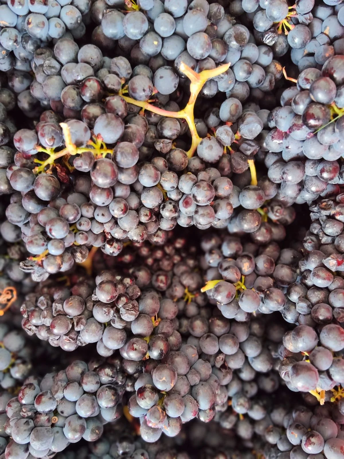 WhatsApp Image 2025-11-12 at 2.53.20 PM (6).jpeg