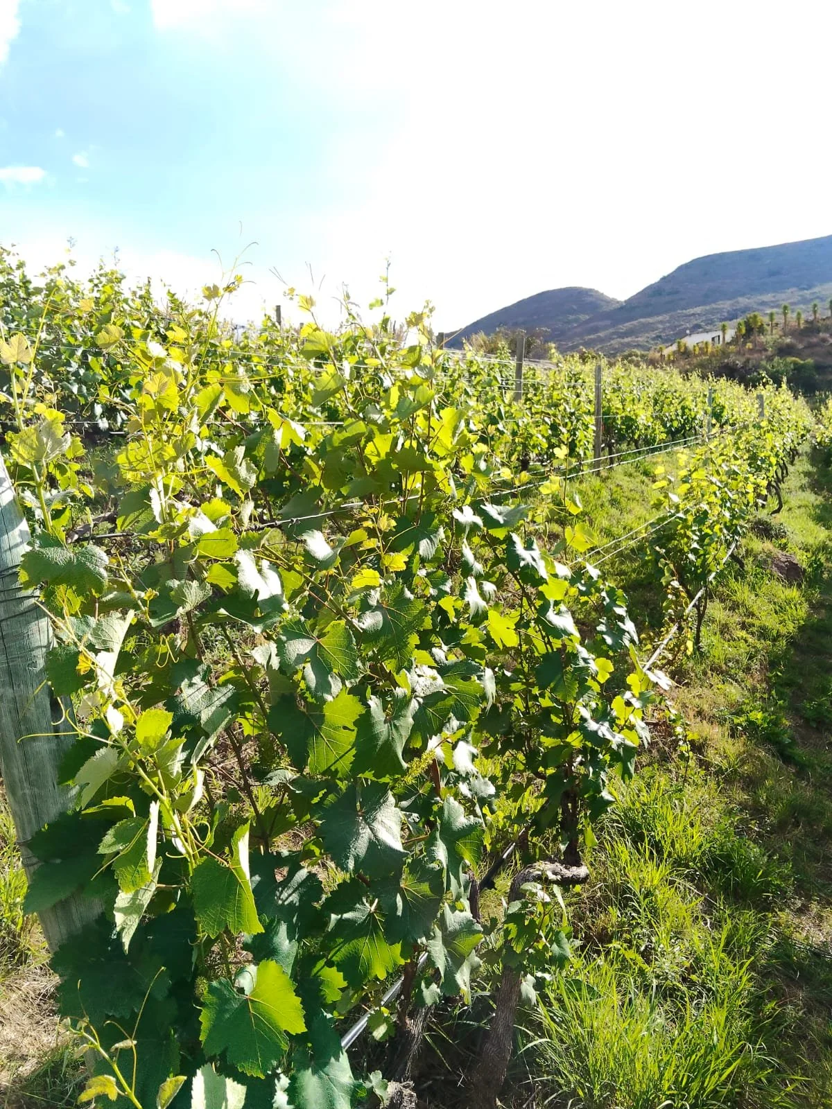 WhatsApp Image 2025-11-12 at 2.53.12 PM (1).jpeg