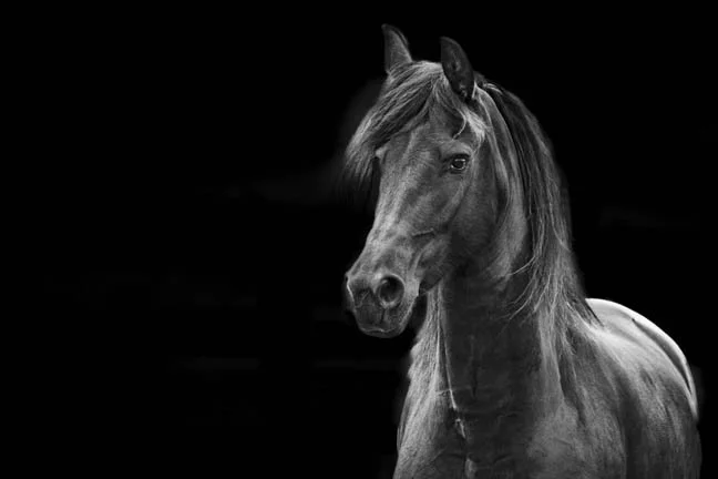 BlackFresian1 copy.jpg