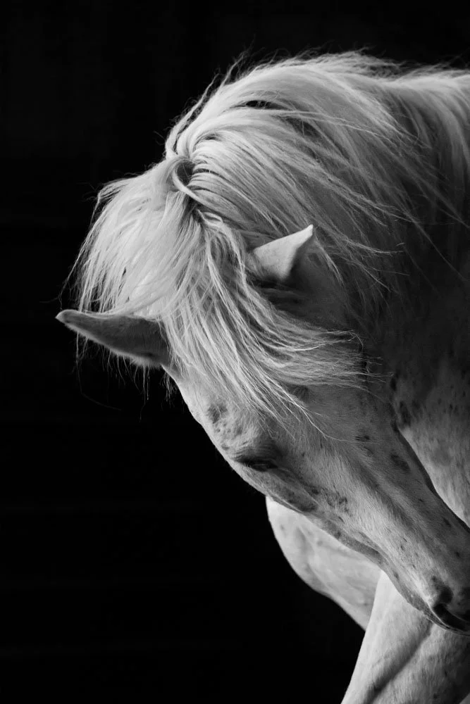_DSC3116 copy-bw.jpg