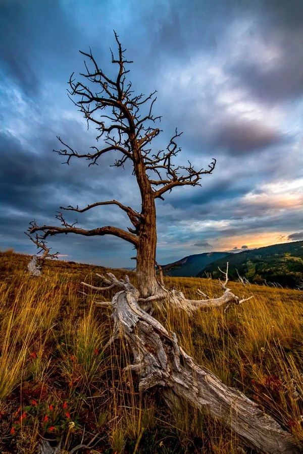 _DSC9550 copy 2-12x18.jpg