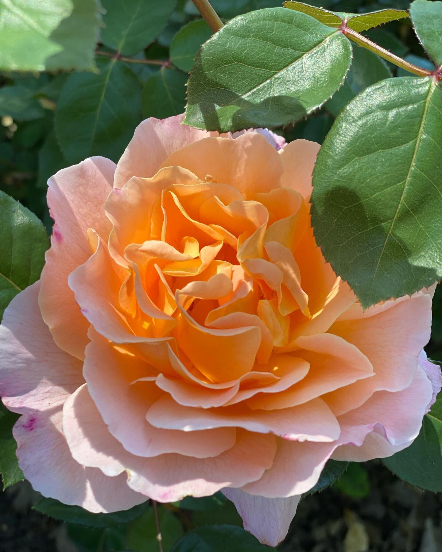 So many beautiful roses blooming in the garden it&rsquo;s hard to choose. This is Tamora  one of my favorite David Austin&rsquo;s. It&rsquo;s a short shrub which would be suitable for a smaller border. The buds are tinged with magenta which open to c