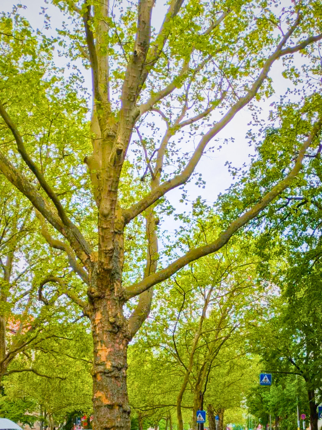 Baum-Gieß-Aktion und Cleanup im Kissingenviertel
