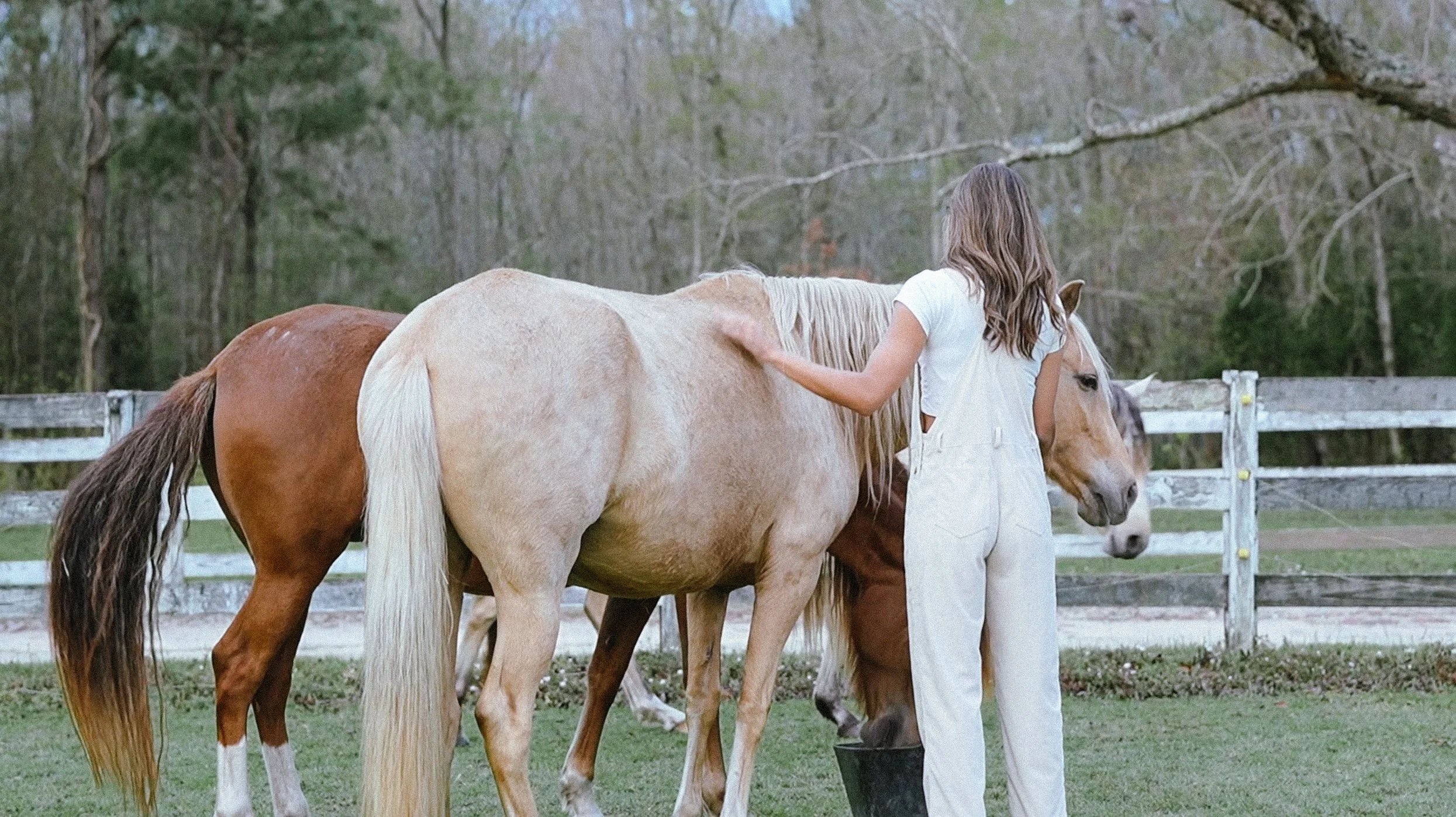 I've always really loved horses! I admire their strength and beauty.