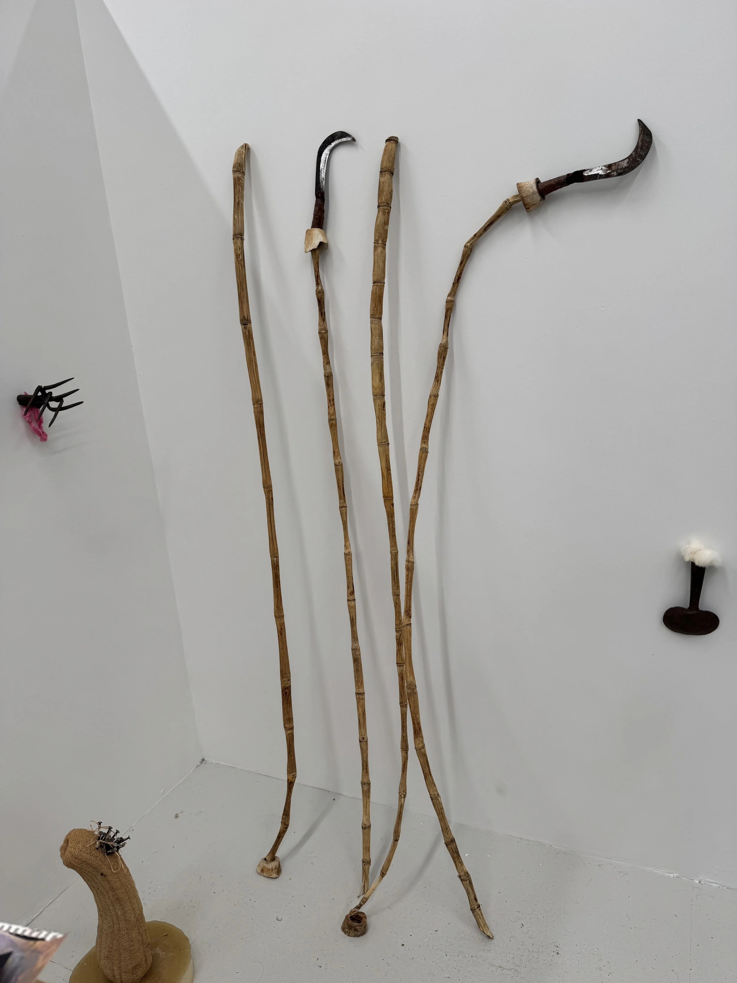 Untitled 2024, sugar canes, machete, bones, chili powder.