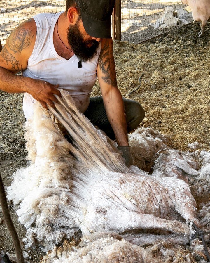 Creative cuts! In September we&rsquo;ll be dying the wool fun colors. 😍

 #shearingday #farmlife #goats #sheep