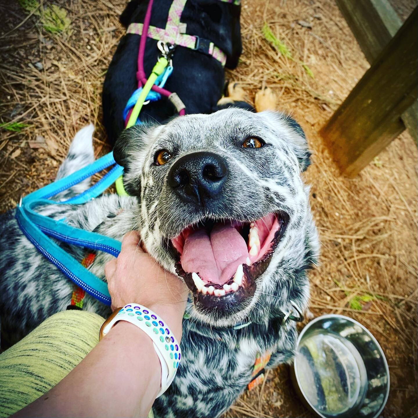 For anyone who&rsquo;s ever wondered if dogs really smile, I present Delphie. And for anyone who&rsquo;s ever wondered what it&rsquo;s like to stare into the face of the sun, I also present Delphie. 🐶☀️😁

#rescuedogsofinstagram #deafdogsrock