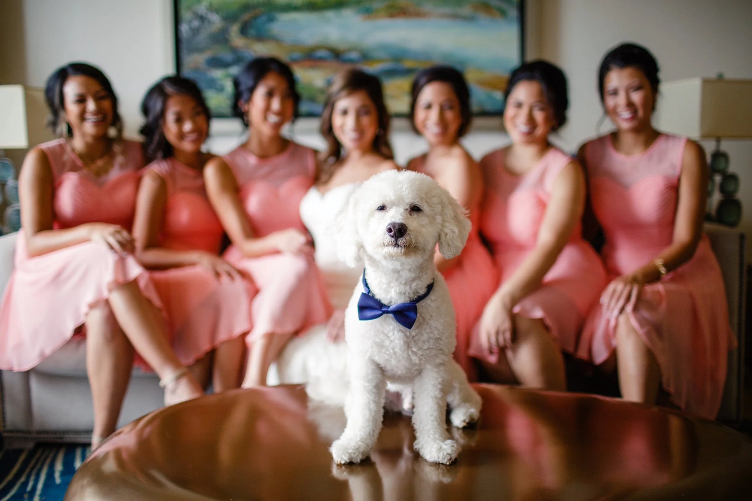 White dog wearing a blue bow tie in front of a bride and bridesmaids.