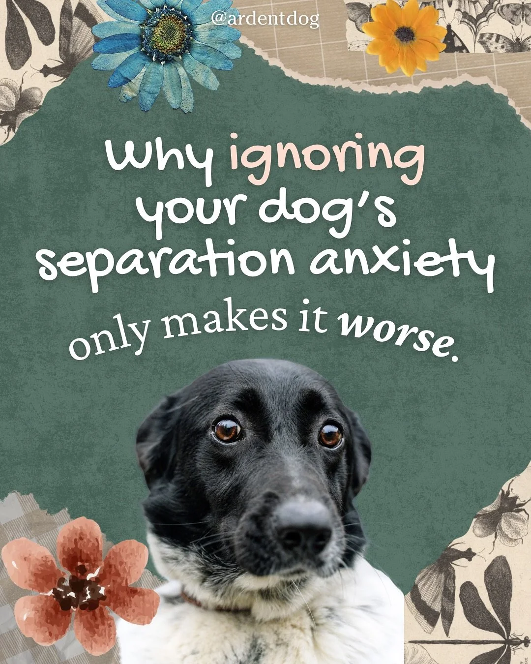 You have probably heard someone say &ldquo;Just let your dog cry it out.&rdquo;

But ignoring anxiety does not make it go away. It makes it grow.

When a dog panics alone, their body goes into full survival mode. Each time that fear is triggered,