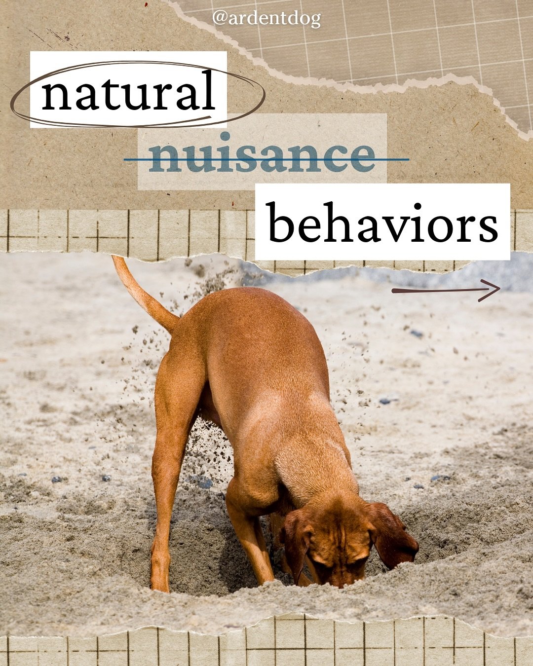 Let&rsquo;s take a look at what some would consider nuisance behaviors!

Do you have a dog that barks all day? 
Do you have a dog that digs up your plants in the yard?
Chews on your shoes?
Gets in the trash to get food?

All these nuisance beh