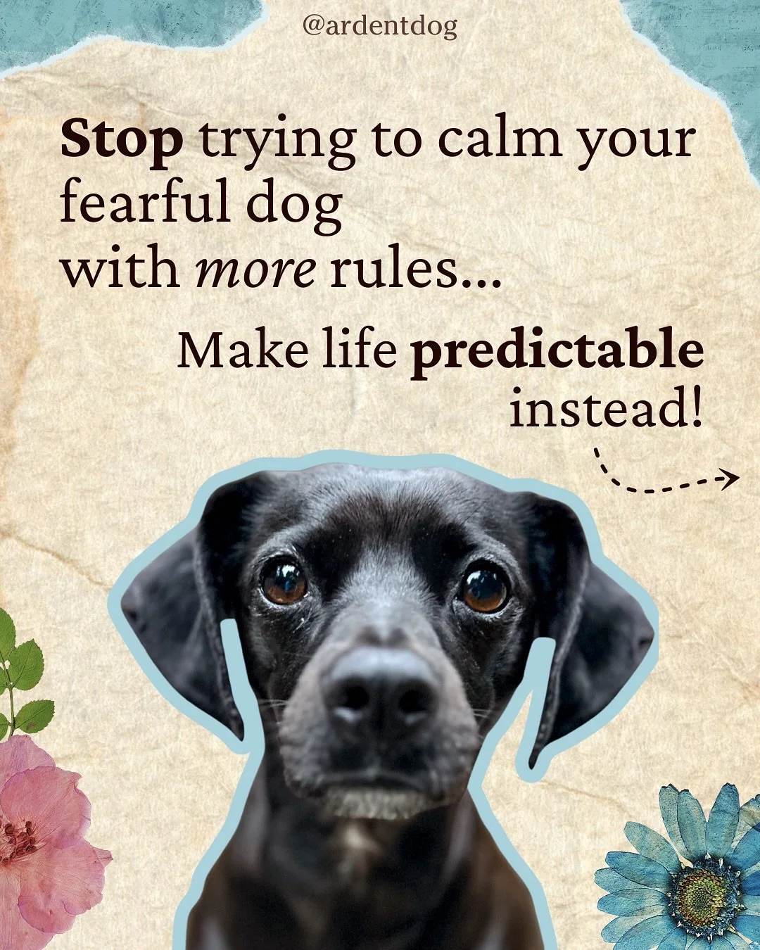 Fearful dogs thrive with predictability! 

Pattern games are a powerful tool to help reduce anxiety, build confidence, and promote calmness through movement. These simple yet effective exercises provide a safe and structured way for your dog to pro
