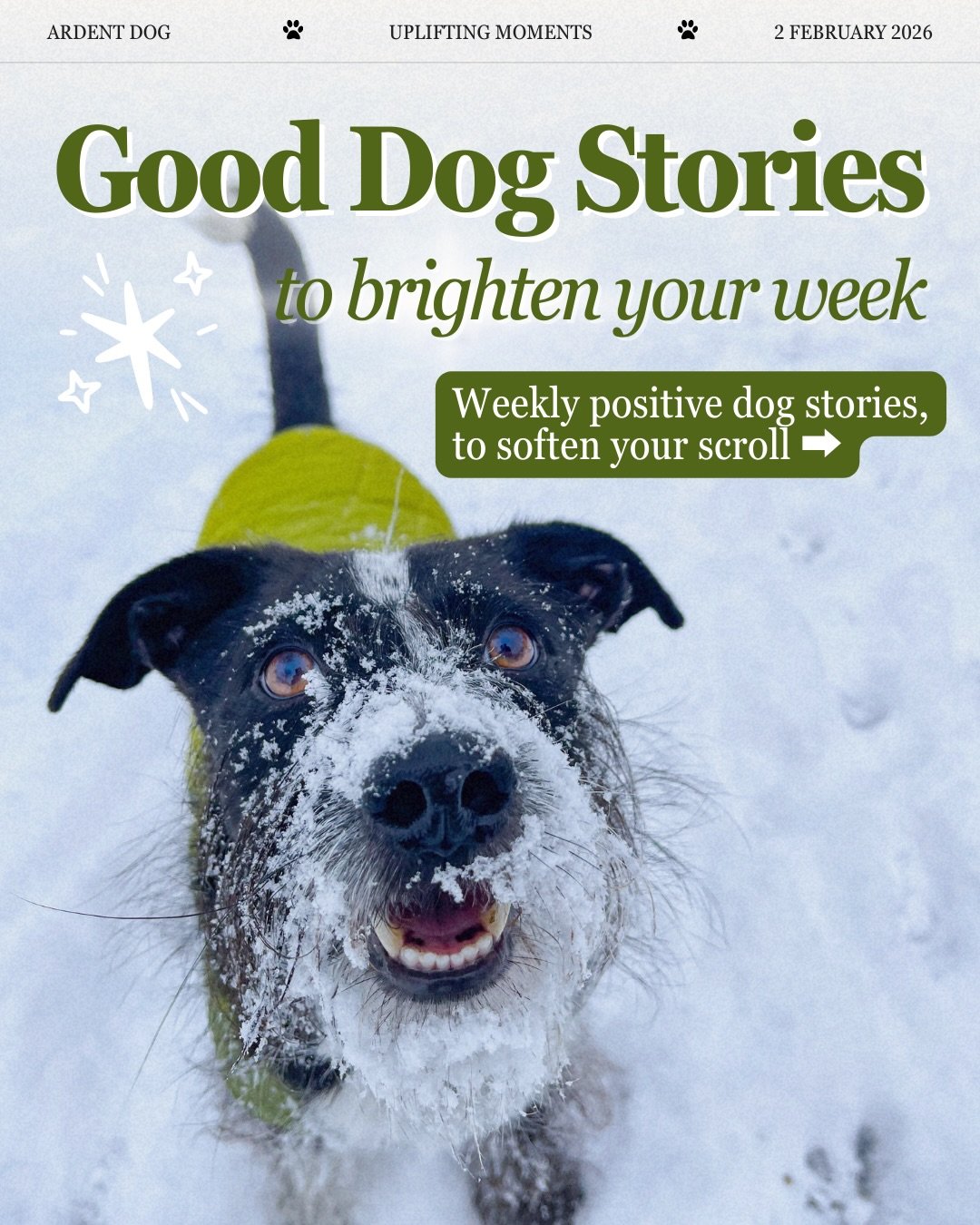 When the world feels heavy, I look for reminders of the good.
 
This week includes a new tool helping reunite lost dogs with their families, a historic gift to veterinary medicine inspired by a beloved dog, and rescue teams bringing nearly 20 dogs to