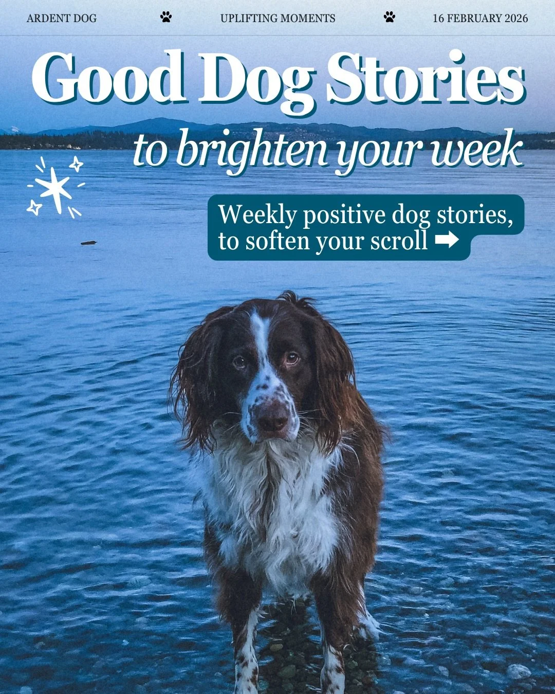 A few good dog stories to make your day a little lighter. 

More next week. 🤍
#gooddogstories #ardentdog #dogtraining #positivereinforcement #upliftingnews