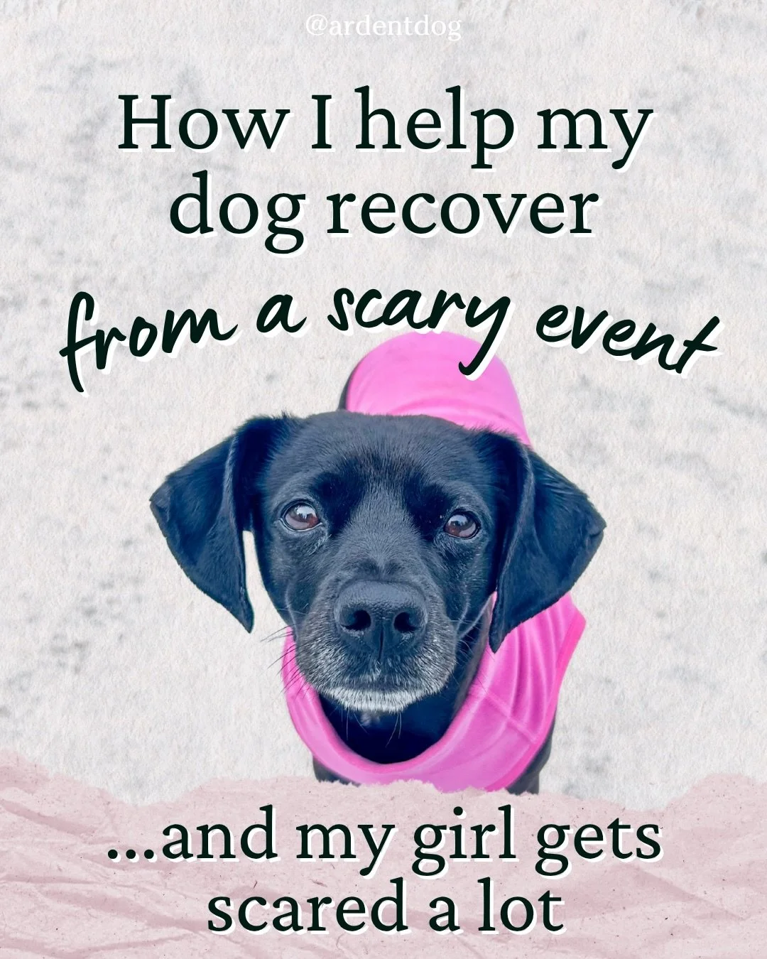 Love my little girl! 🩵 #doganxiety #scardeycat #anxiousdog #positivedogtraining #dogtraining