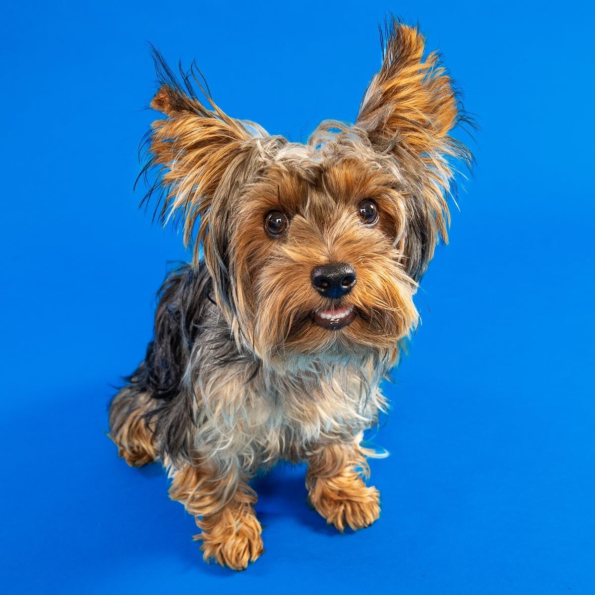 Cookie! Paws-ably the worlds biggest Yorkie&mdash;but we&rsquo;re not sure. Cookie was tons of fun in the studio and full of personality! That playful attitude totally came through and helped get us his FurEver Portrait! We love Cookie! 
.
.
.
.
.
#p